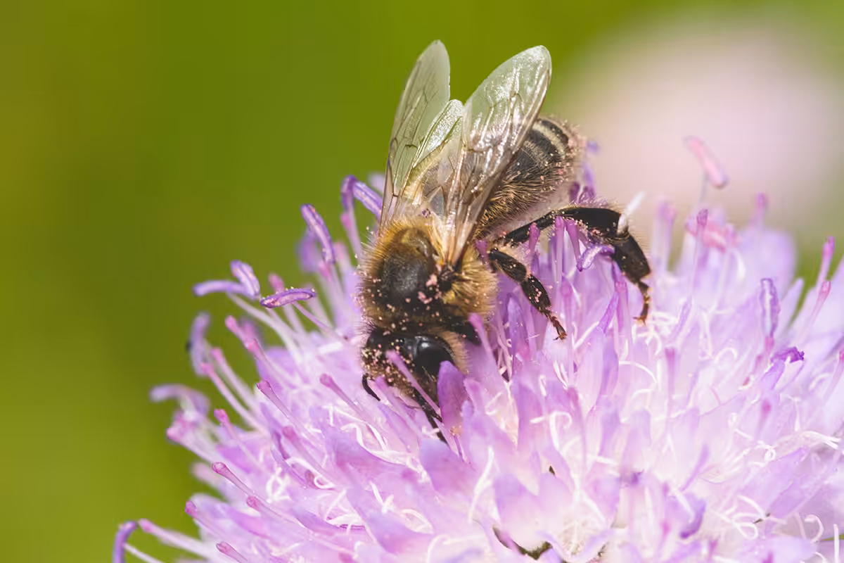 Apis Mellifera Mellifera