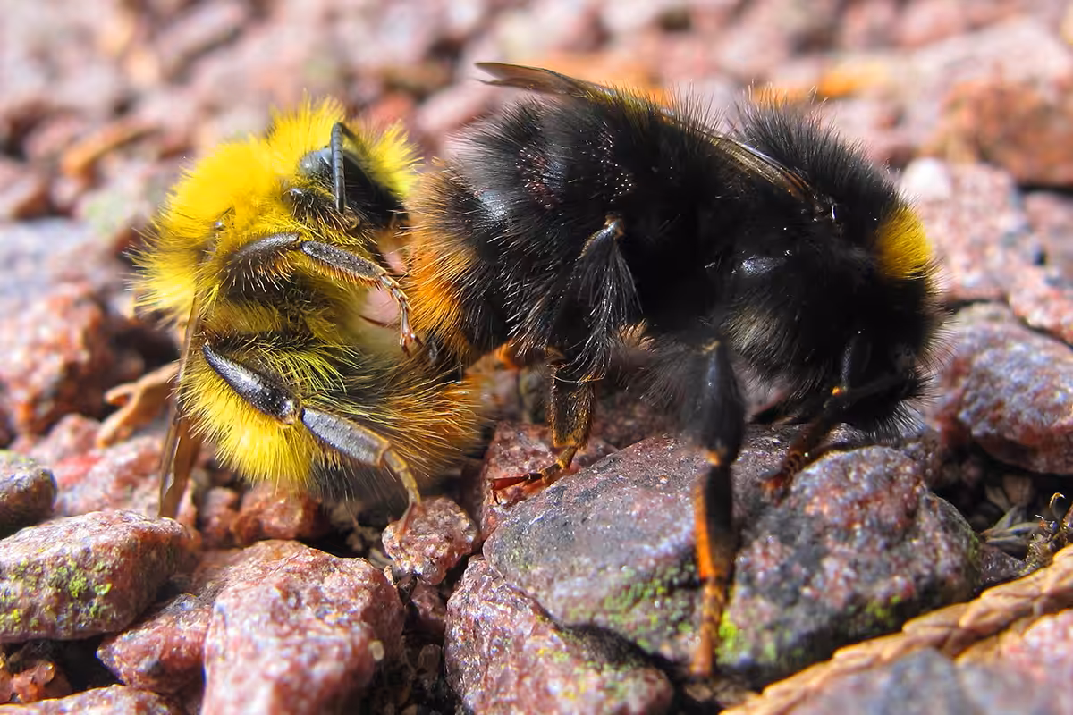 Accouplement de bourdons des pierres (Bombus lapidarius, Apidae) au sol. Les bourdons s’accouplent très fréquemment sur tous types de sol ; que leurs unions – qui les condamnent à être statiques – soient d’assez longue durée redouble leur vulnérabilité aux agressions physiques (écrasement, broyage de la végétation) ou chimiques (pulvérisation de biocides).