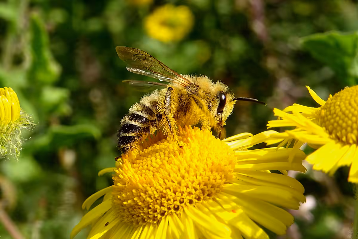 Un dasypode hirsute mâle butine du nectar sur une fleur de pulicaire dysentérique.