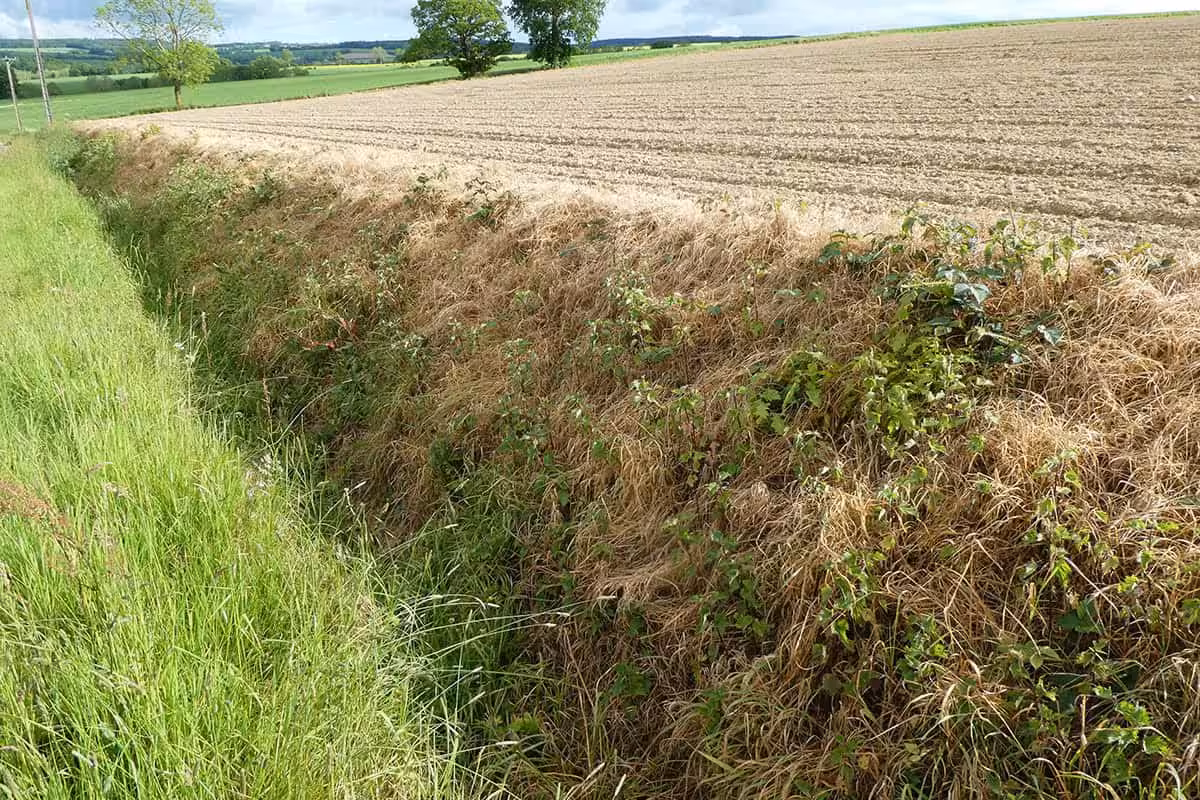 Destruction ordinaire des habitats-corridors