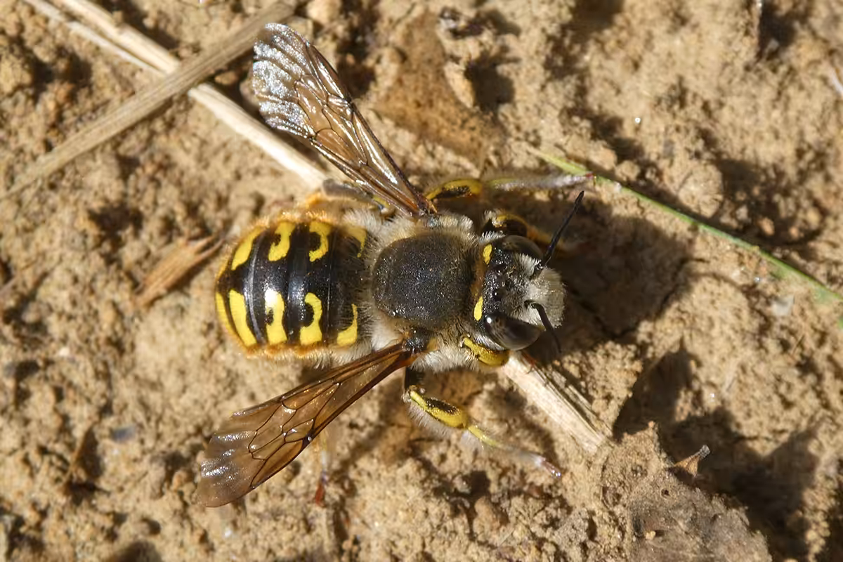 Mâle d’anthidie à manchettes (Anthidium manicatum, Megachilidae) au repos sur le sol en juillet.