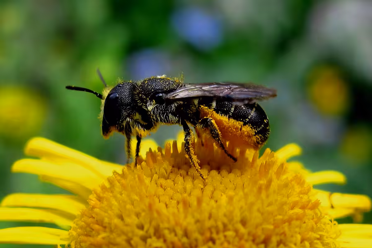 Hériade des troncs (Heriades truncorum, Megachilidae) femelle. Cette espèce cavicole nidifie généralement dans d’anciennes galeries de coléoptères creusées dans du bois, dans les creux de briques, les tiges de ronce… Elle utilise de la résine (d’où son appellation d’ « abeille résinière ») pour fabriquer les partitions qu’elle élève entre les chambres à couvain qui se succèdent dans son nid linéaire et en obturer l’entrée (résine parfois mêlée de petits cailloux).
