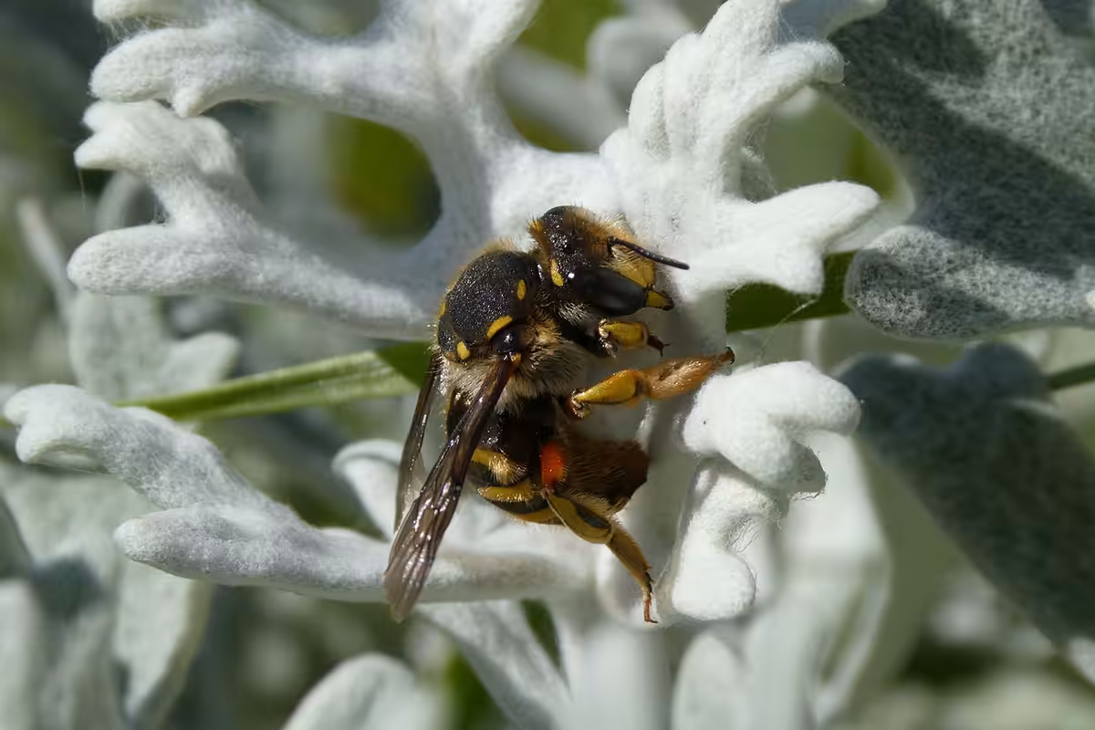 Anthidie à manchettes (Anthidium manicatum, Megachilidae) femelle en train de carder les fibres d’une feuille tomenteuse de séneçon maritime (Senecio cineraria), fibres dont elle fera usage pour façonner les chambres à couvain de son nid installé dans quelque anfractuosité (trou dans un mur, dans du bois…). Leurs cellules larvaires ressemblant à de petites balles de coton (chacune abritant un œuf et du pain d’abeille), diverses espèces d’anthidies ont été baptisées du nom générique d’« abeilles cotonnières ».