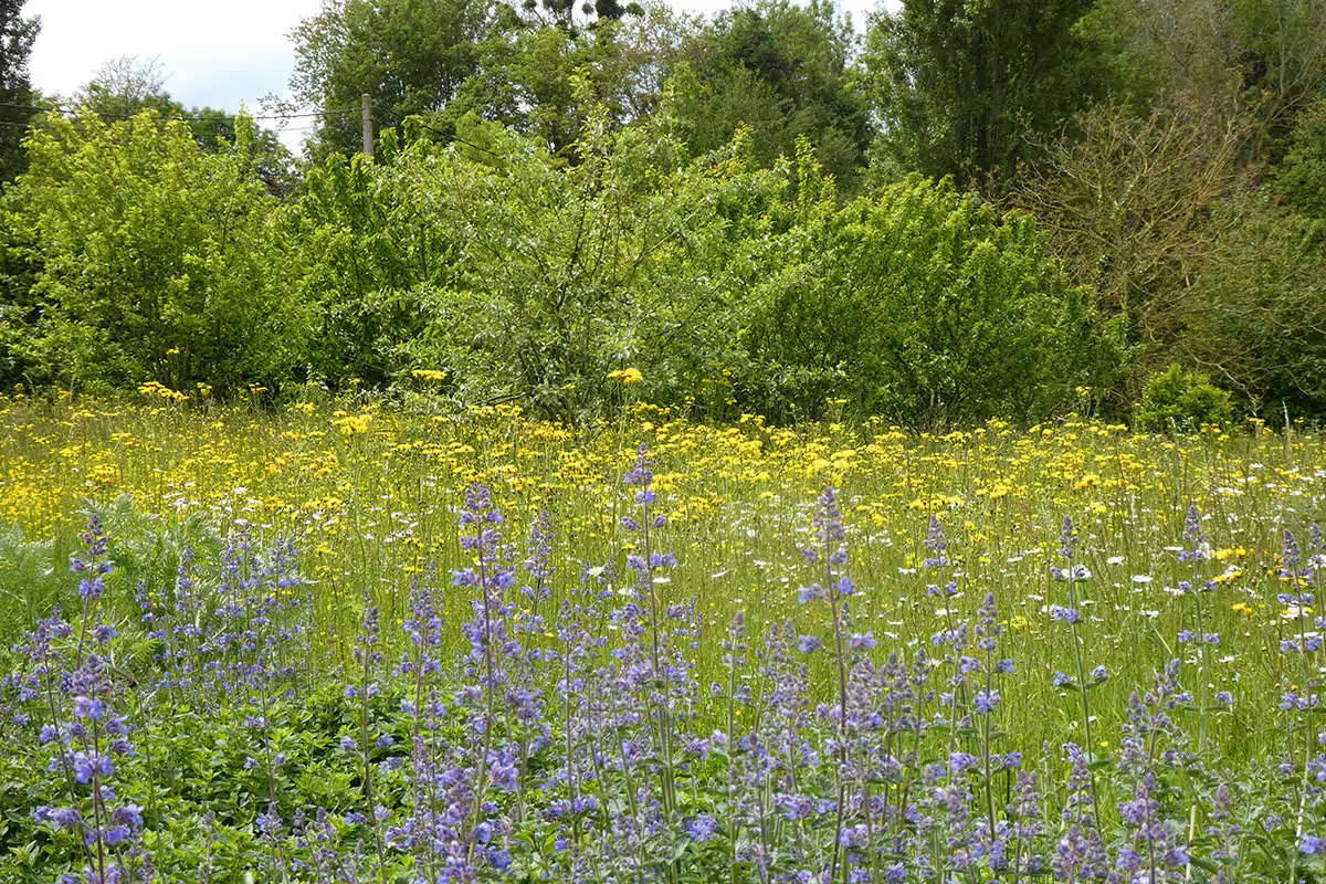 Paysage fleuri en bonne santé.