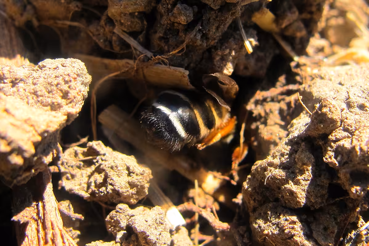 Une andrène (Andrenidae sp.) creuse son terrier dans le sol souple d’un bord de chemin rural au printemps.