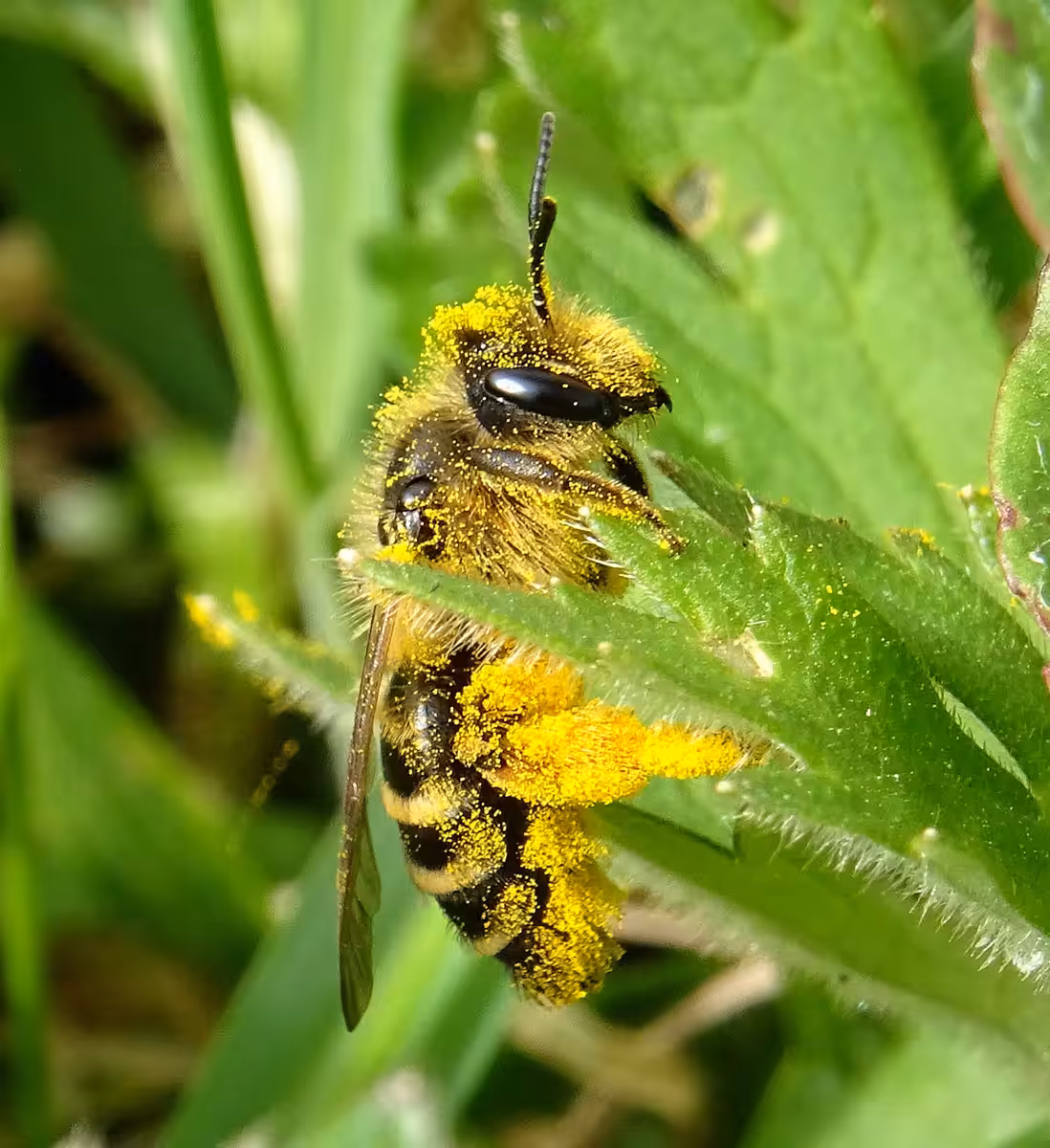 Abeilles sauvages cachées au
sol dans la végétation