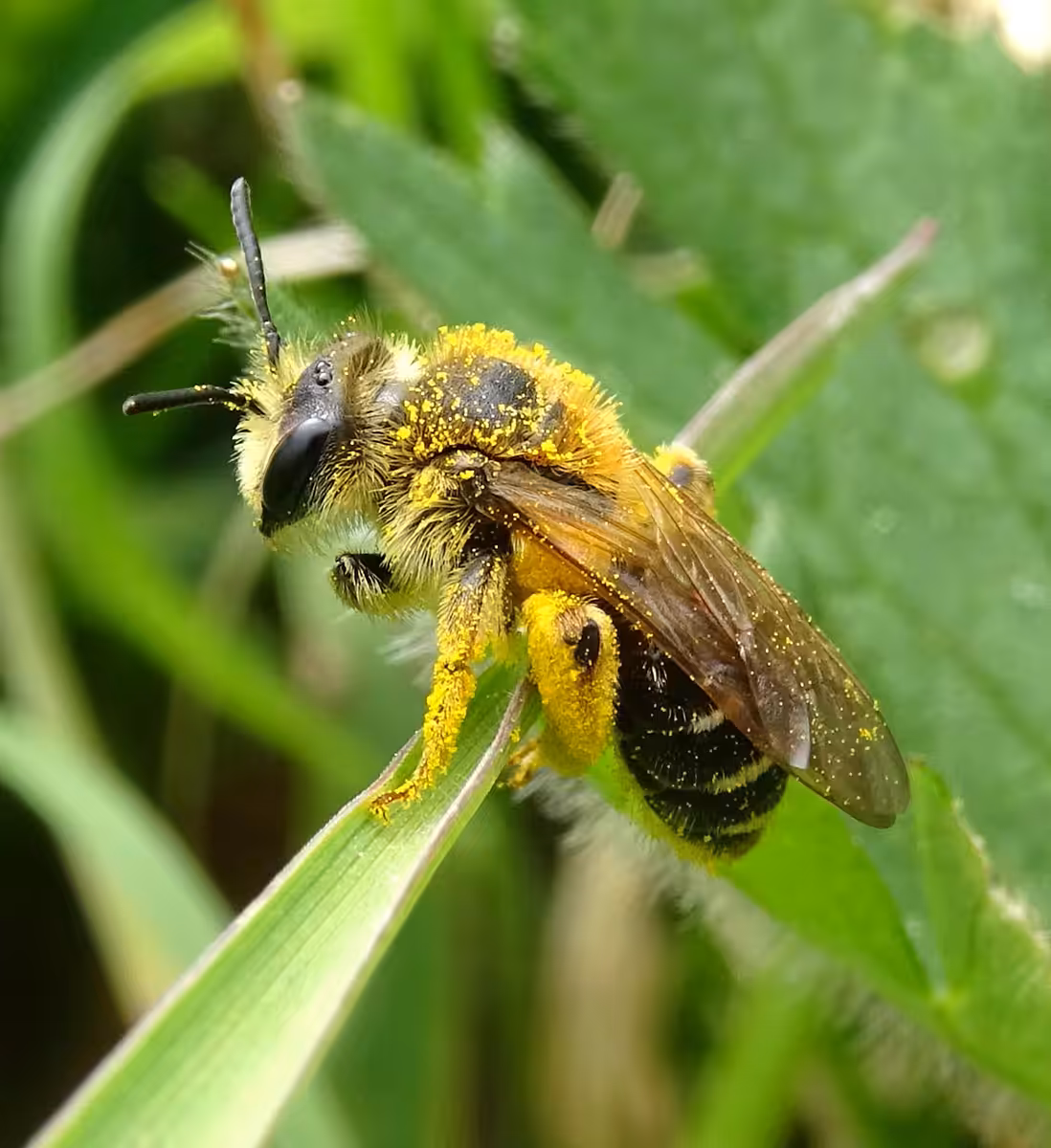Abeilles sauvages cachées au sol dans la végétation