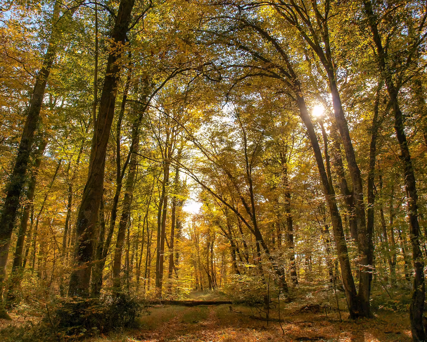 FORET BOURBONNAIS