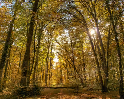 Foret Bourbonnais