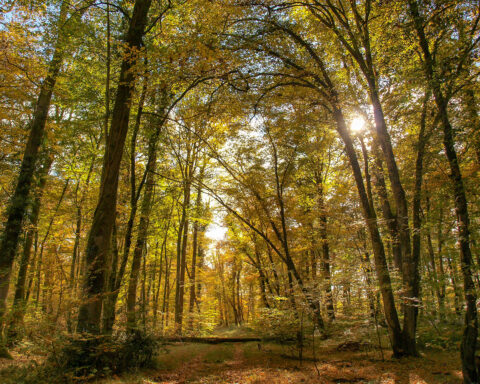 Foret Bourbonnais