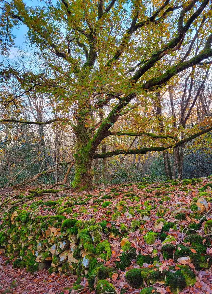 Forets d’abbaye - Grobois