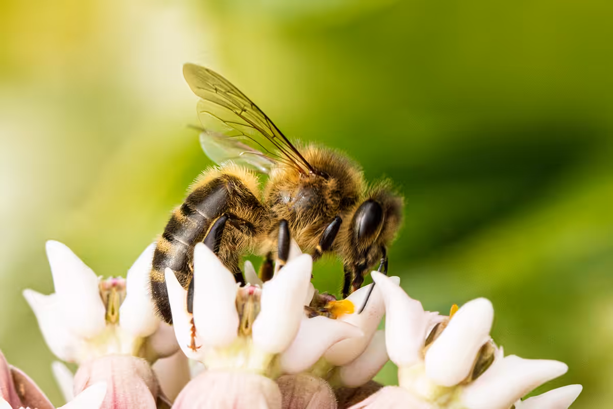 Ouvrière d’abeille noire (Apis mellifera mellifera). Photo ©Jean-Philippe Haulin