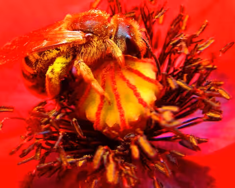 1. 2. Deux abeilles femelles de la famille des Halictidae (Lasioglossum calceatum, le lasioglosse commun et Halictus scabiosae, l’halicte de la scabieuse), dans des fleurs de coquelicot (Papaver rhoeas, Papaveraceae), messicole très pollinifère de loin la plus connue.