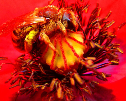 1. 2. Deux abeilles femelles de la famille des Halictidae (Lasioglossum calceatum, le lasioglosse commun et Halictus scabiosae, l’halicte de la scabieuse), dans des fleurs de coquelicot (Papaver rhoeas, Papaveraceae), messicole très pollinifère de loin la plus connue.