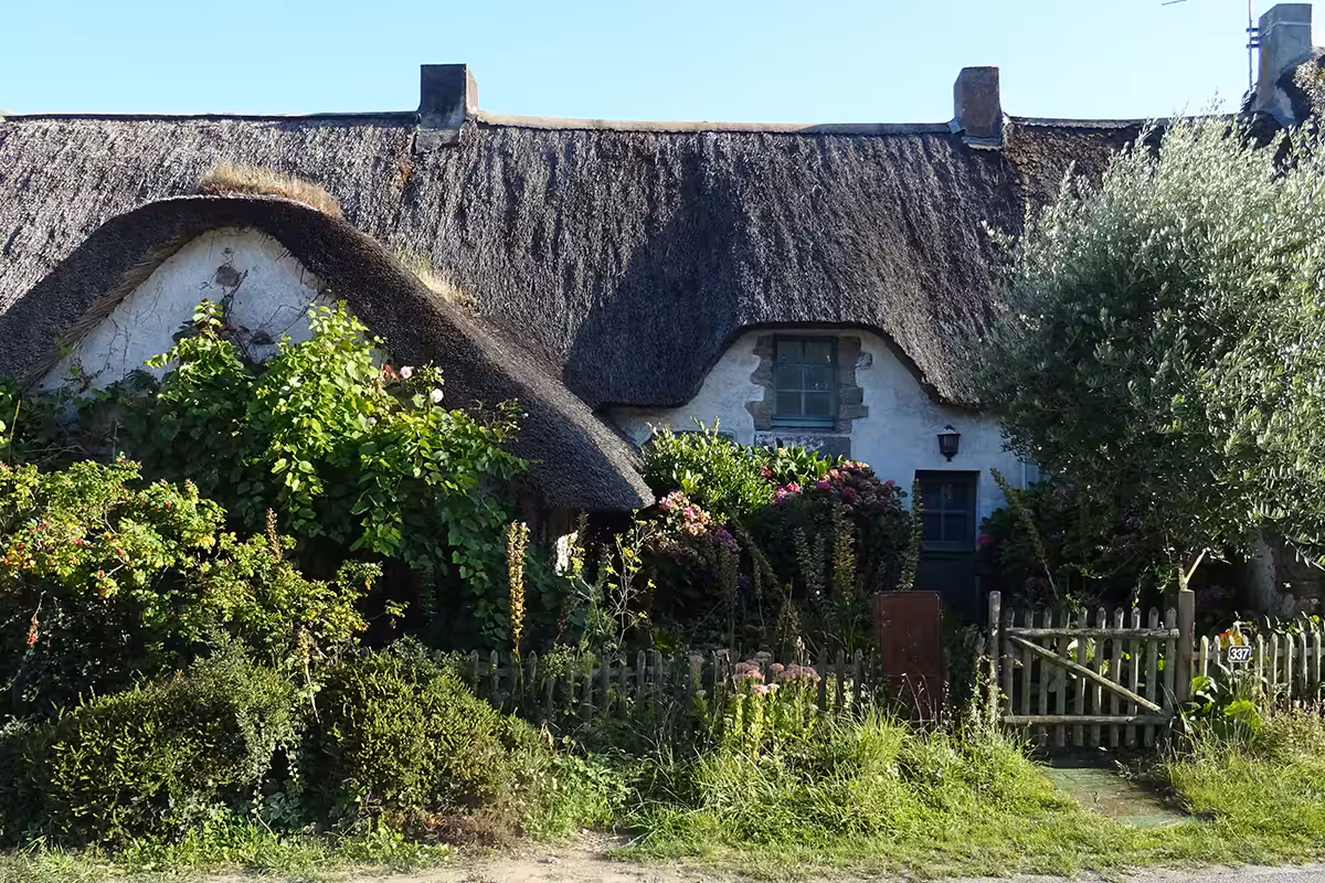 Chaumière typique des marais de la Brière en Loire-Atlantique. Le toit de l’habitat traditionnel de la Brière était fait de chaume, un roseau prélevé dans cette région marécageuse. Fixé en bottes compactes sur une charpente par un chaumier, ce végétal local était apprécié pour ses propriétés chauffante, isolante, mais aussi esthétique. Des chaumiers perpétuent aujourd’hui encore la tradition des toits de chaume dont ils modernisèrent les techniques, autorisant ainsi l’architecture originelle de la Brière à se pérenniser. Or, les tiges creuses de chaume constituent un microhabitat de choix pour maintes espèces d’abeilles caulicoles de petite taille (photo 49).