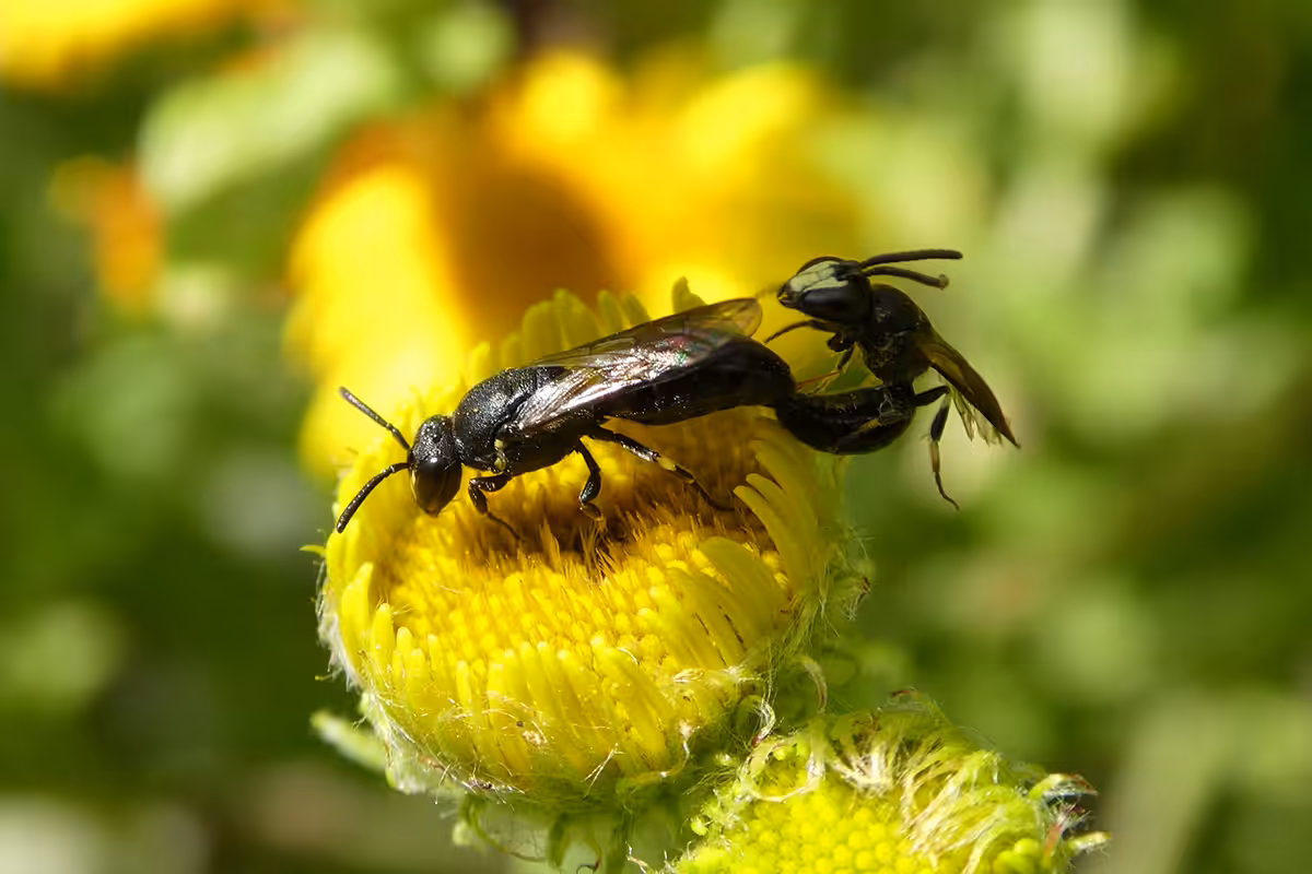 Couple d’hylées (Hylaeus, Colletidae) in copula sur une « fleur rendez-vous ». La plupart des espèces de ce genre de petites abeilles noires et glabres (communément dénommées « abeilles masquées » en raison du clypeus ou masque facial des mâles) creusent leur terrier et aménagent leur nid dans des tiges herbacées ou ligneuses de ronce (espèces dites rubicoles : de Rubus, « ronce »), rosier, ajonc, vigne, panicaut, roseau, chaume, etc. Hylaeus pectoralis niche dans les galles fusiformes dont une mouche provoque l’apparition sur les tiges florales du roseau commun. Opportunistes, ces abeilles de petite taille (env. 5 mm) nidifient aussi dans des bancs de sable, du bois mort, des rochers, dans la maçonnerie, les parois verticales de sols compactés (sable et argile) ou des crevasses de joints de mortier.