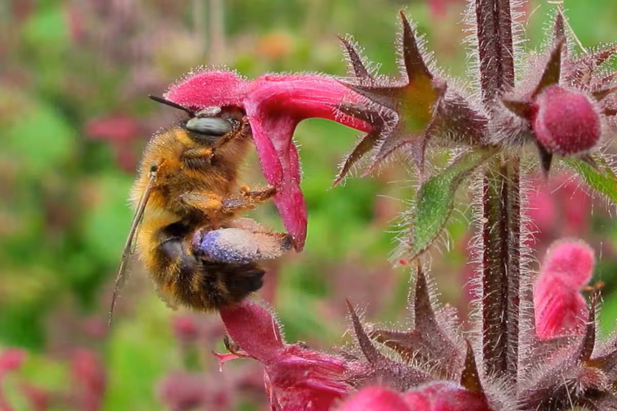 Anthophore à quatre taches (Anthophora quadrimaculata, Apidae) femelle sirotant du nectar sur une fleur d’épiaire des bois (Stachys sylvatica). Cette espèce nidifie dans le sol, les parois verticales des talus au sol argileux ou meuble, les murs en torchis, voire dans les joints d’argile liant pierres ou briques dans les murs.