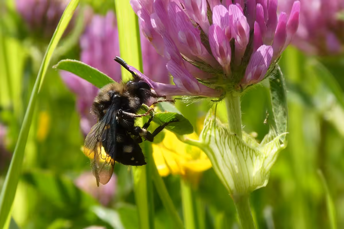 Mélecte à front blanc (Melecta albifrons, Apidae) se régalant de nectar sur une fleur de trèfle violet (Trifolium pratense). Cette abeille-coucou parasitant les anthophores, elle affectionne les mêmes sites de nidification que ses hôtes.