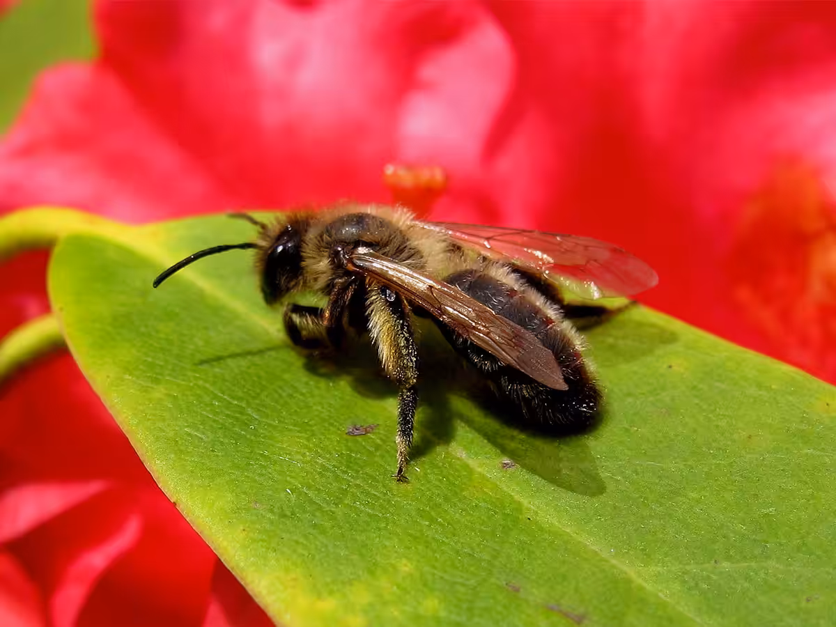 Vie et mort des paysages. Agriculture intensive et abeilles sauvages. Part. 3