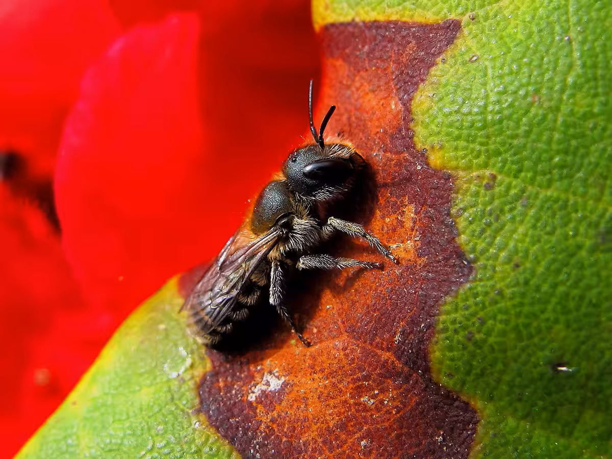 Vie et mort des paysages. Agriculture intensive et abeilles sauvages. Part. 3