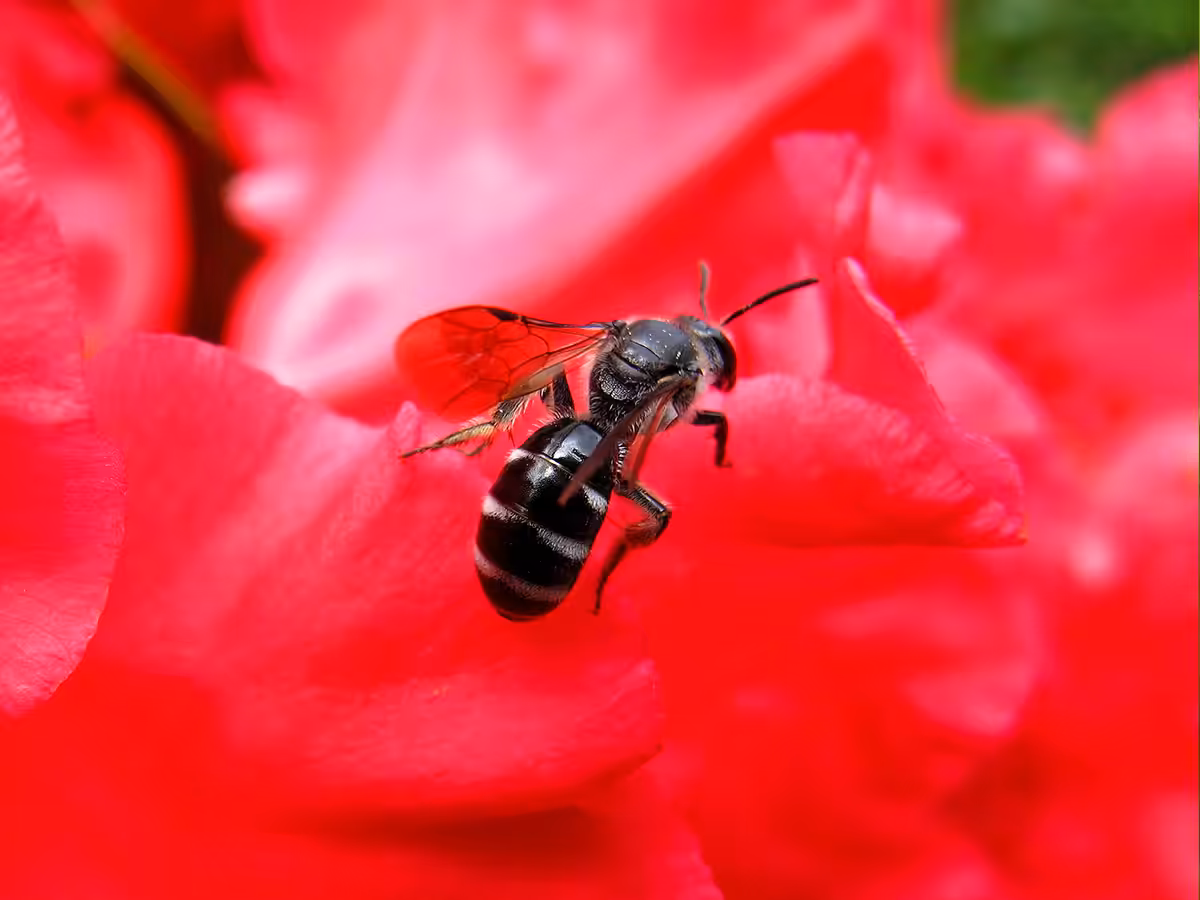 Vie et mort des paysages. Agriculture intensive et abeilles sauvages. Part. 3