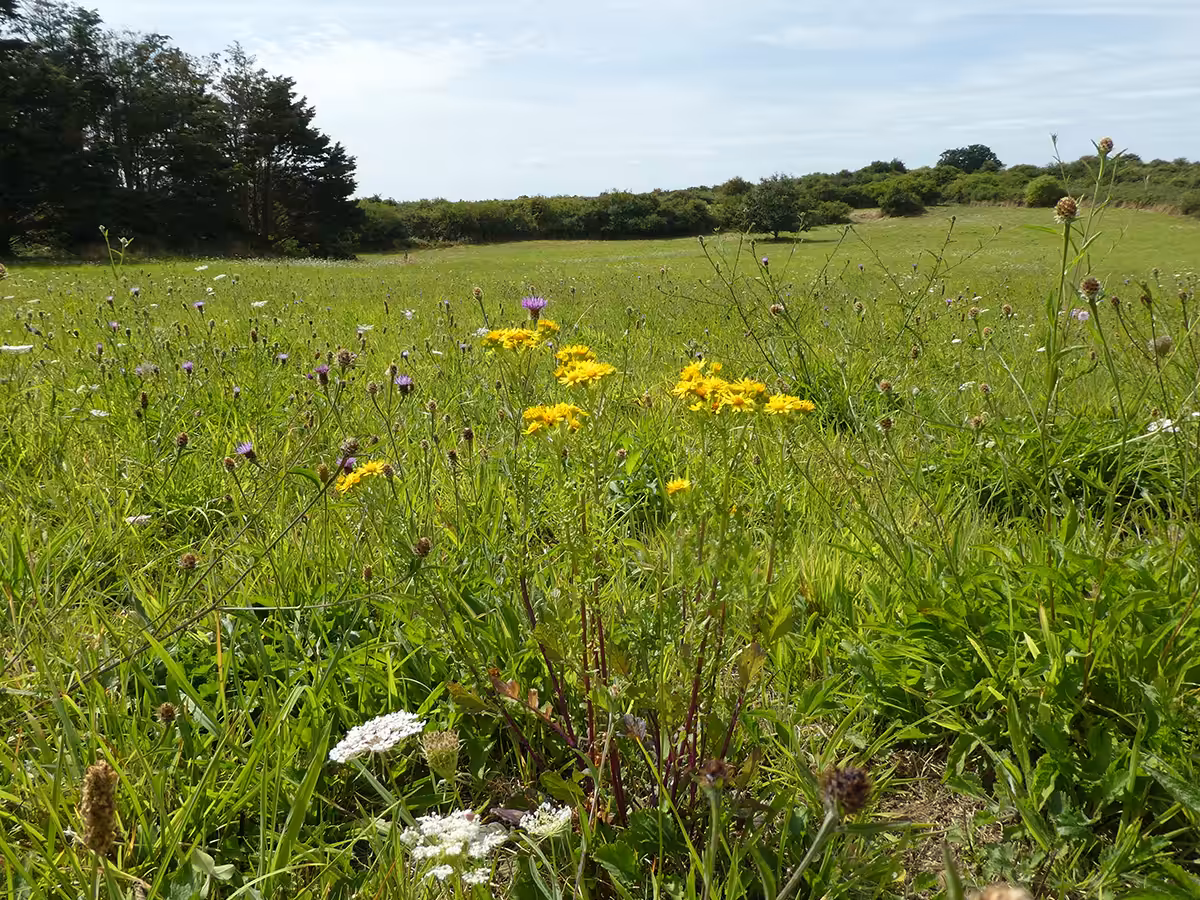 Vie et mort des paysages. Agriculture intensive et abeilles sauvages. Part. 3