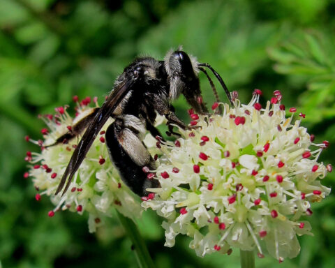 Andrène très-agile (Andrena agilissima)