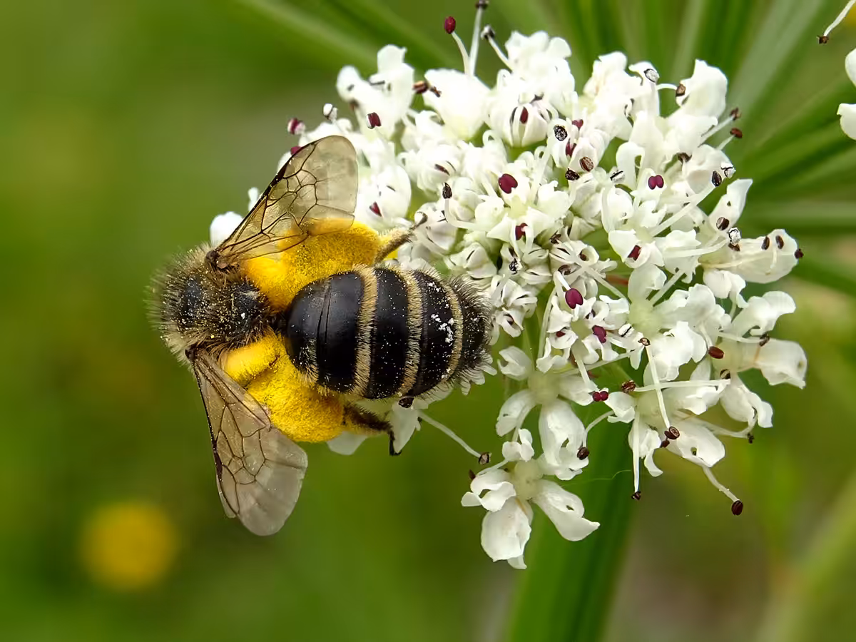 Vie et mort des paysages. Agriculture intensive et abeilles sauvages. Part. 3