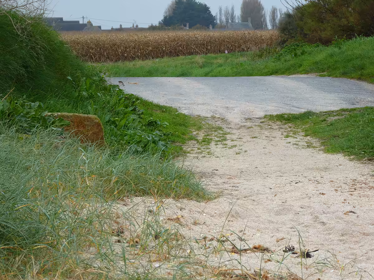 Vie et mort des paysages. Agriculture intensive et abeilles sauvages. Part. 3