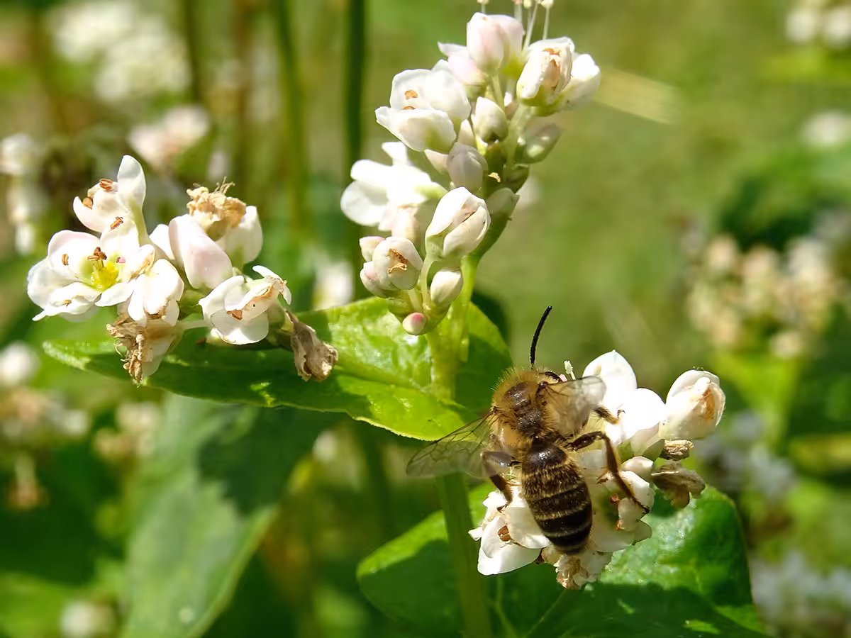 Vie et mort des paysages. Agriculture intensive et abeilles sauvages. Part. 3