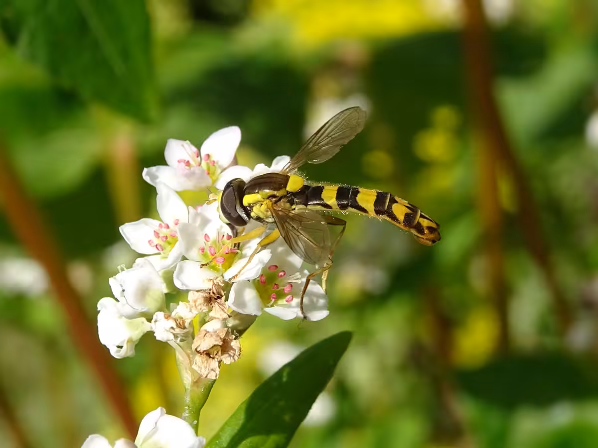 Vie et mort des paysages. Agriculture intensive et abeilles sauvages. Part. 3