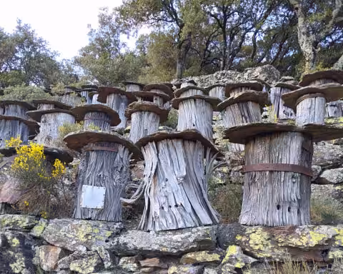 Ruches tronc cévennes