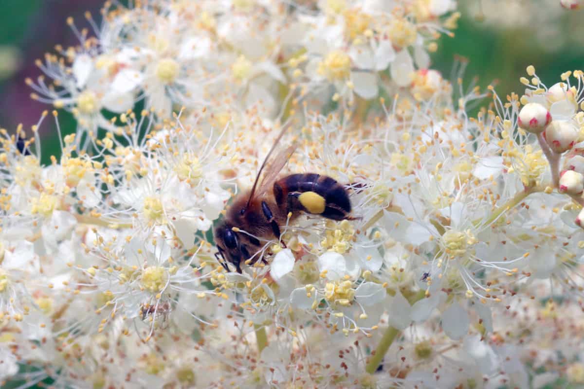 Abeille noire sur fleur