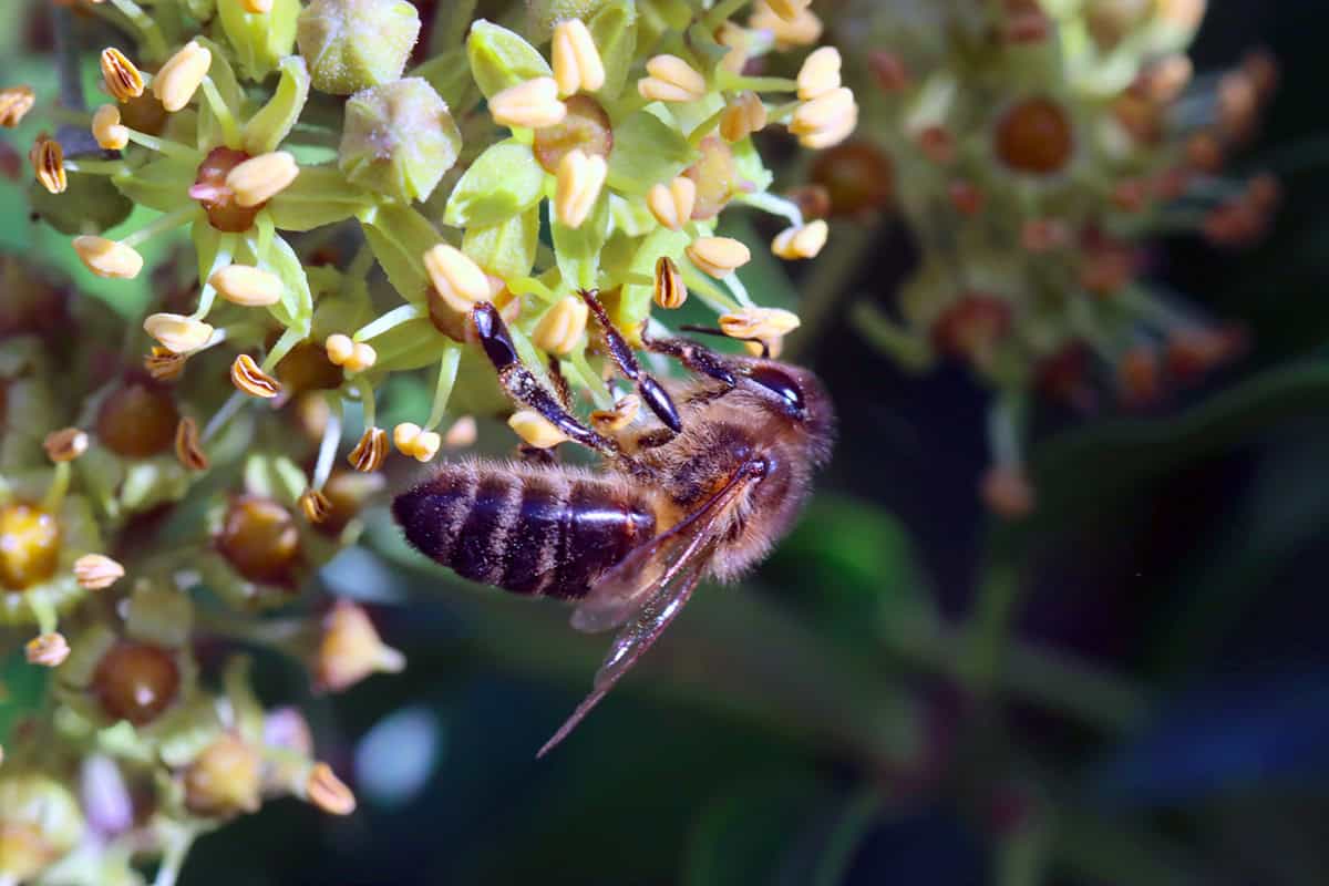 Abeille noire sur fleur