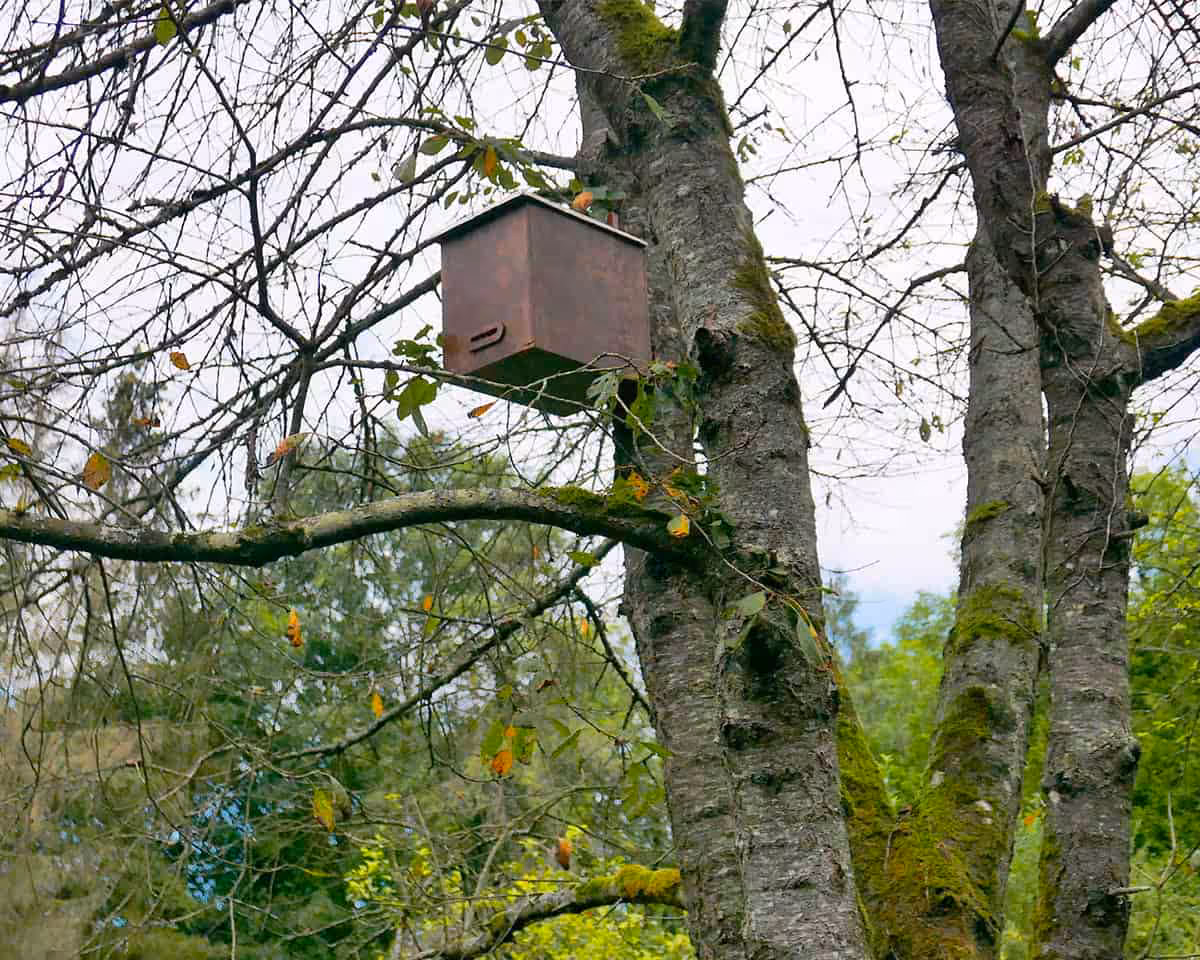 Ruche dans un arbre