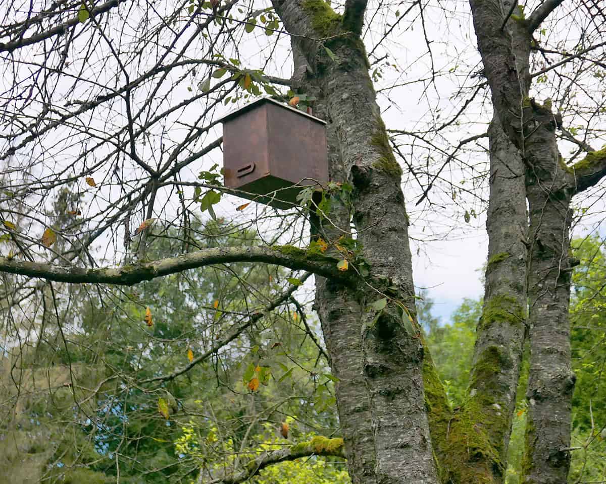 Ruche dans un arbre
