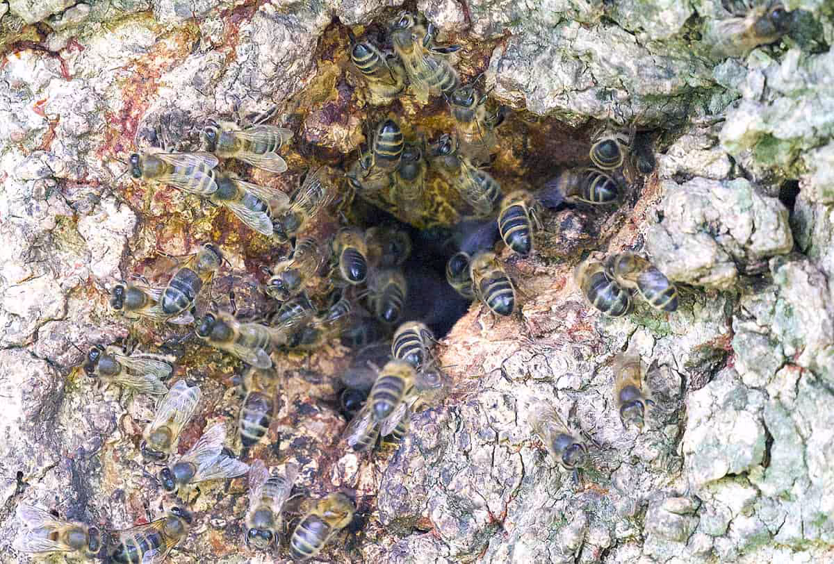 abeilles-mellifères-dans-une-cavité
