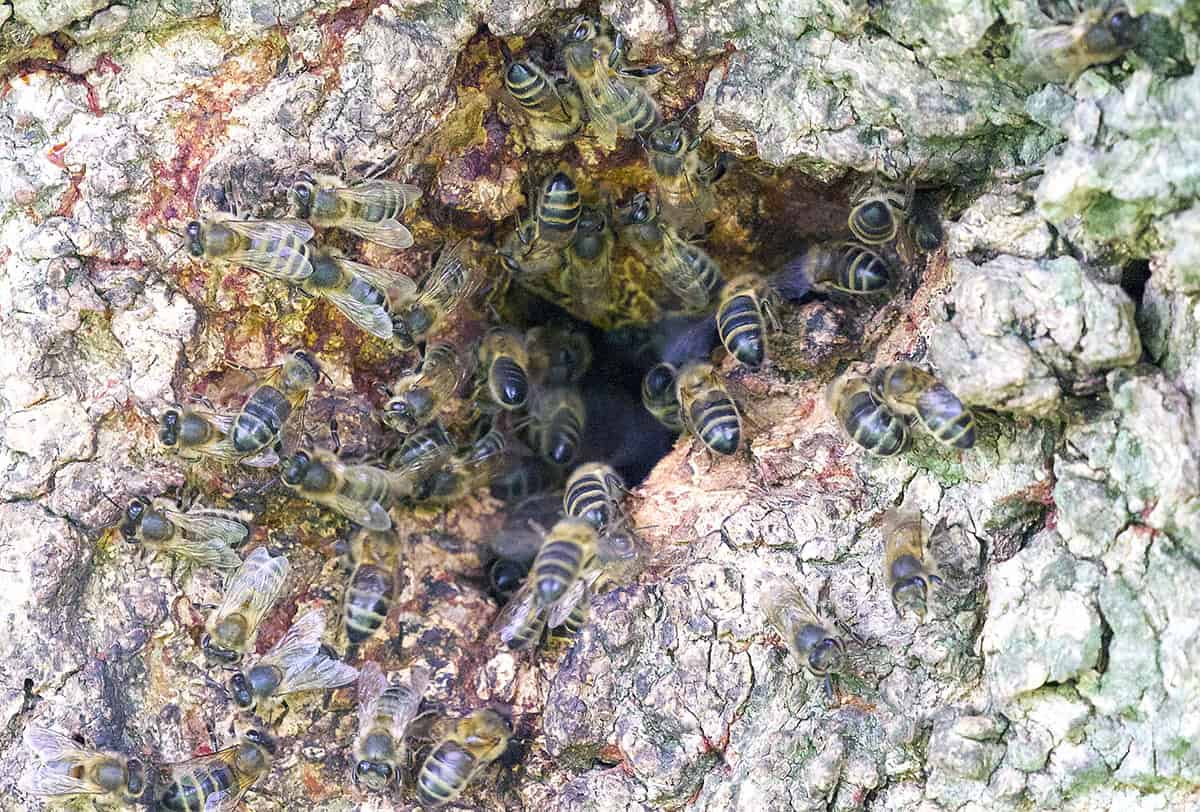 abeilles-mellifères-dans-une-cavité