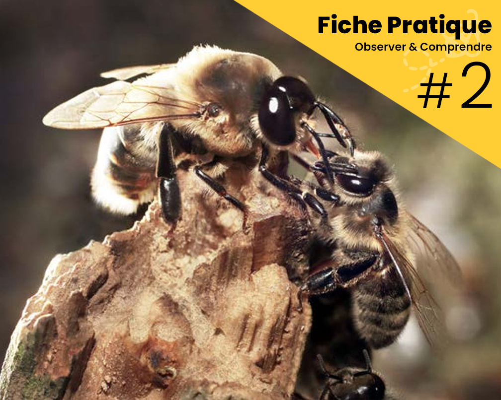 Fiche pratique - Faux bourdons