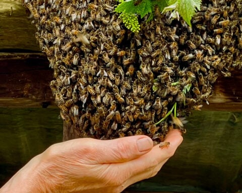 essaim-ruche-sunhive