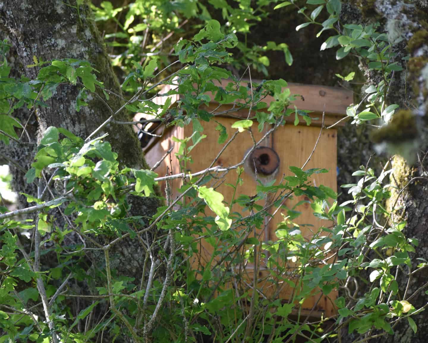 Ruche de biodiversité photo ©Adam-Wright