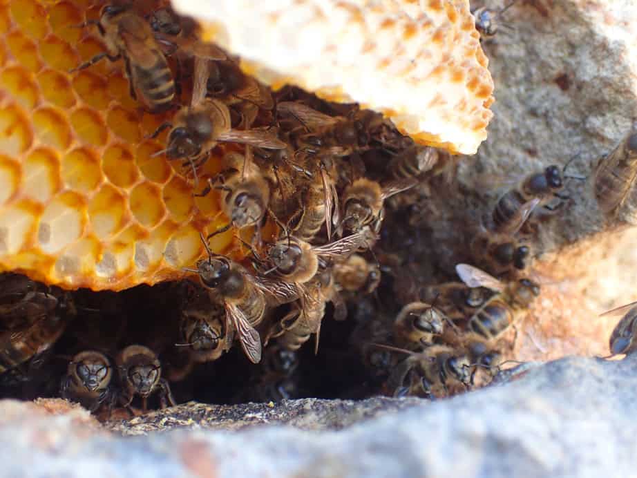Abeille-mellifere-nid-air-libre-cavité-Plassay-Zoom-entrée-©Vincent-Albouy