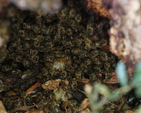 Colonie dans un arbre, d'apparence "A. m. mellifera", tout près du sol et occupée en permanence depuis 2020, année du premier suivi hebdomadaire. Cette colonie est connue vivante depuis au moins 2016. Photo ©J-C Poupart
