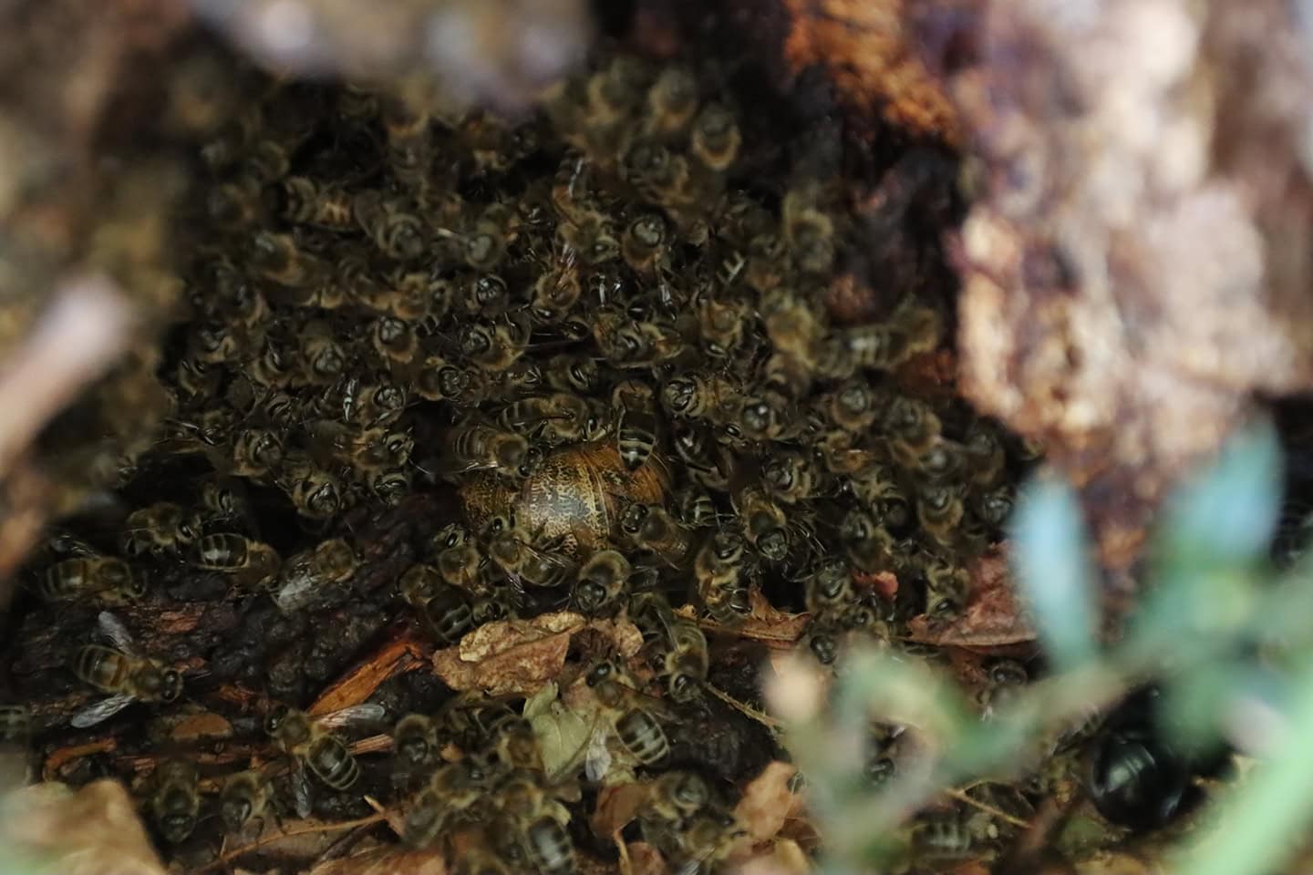 Colonie dans un arbre, d'apparence "A. m. mellifera", tout près du sol et occupée en permanence depuis 2020, année du premier suivi hebdomadaire. Cette colonie est connue vivante depuis au moins 2016. Photo ©J-C Poupart