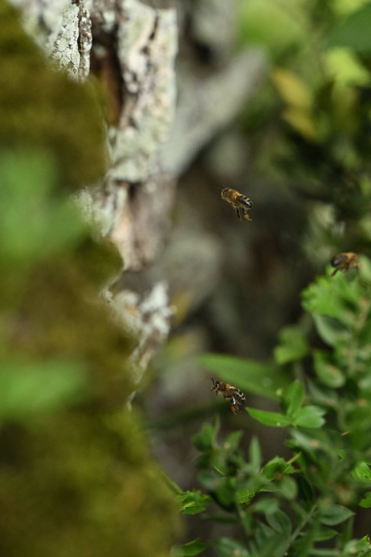 Plus de la moitié des colonies répertoriées par notre association se trouvent dans les arbres. Photo ©Erwan Balança