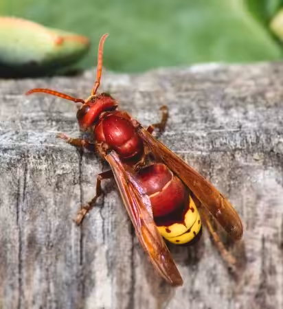 Frelon oriental. Photo ©Adobe Stock