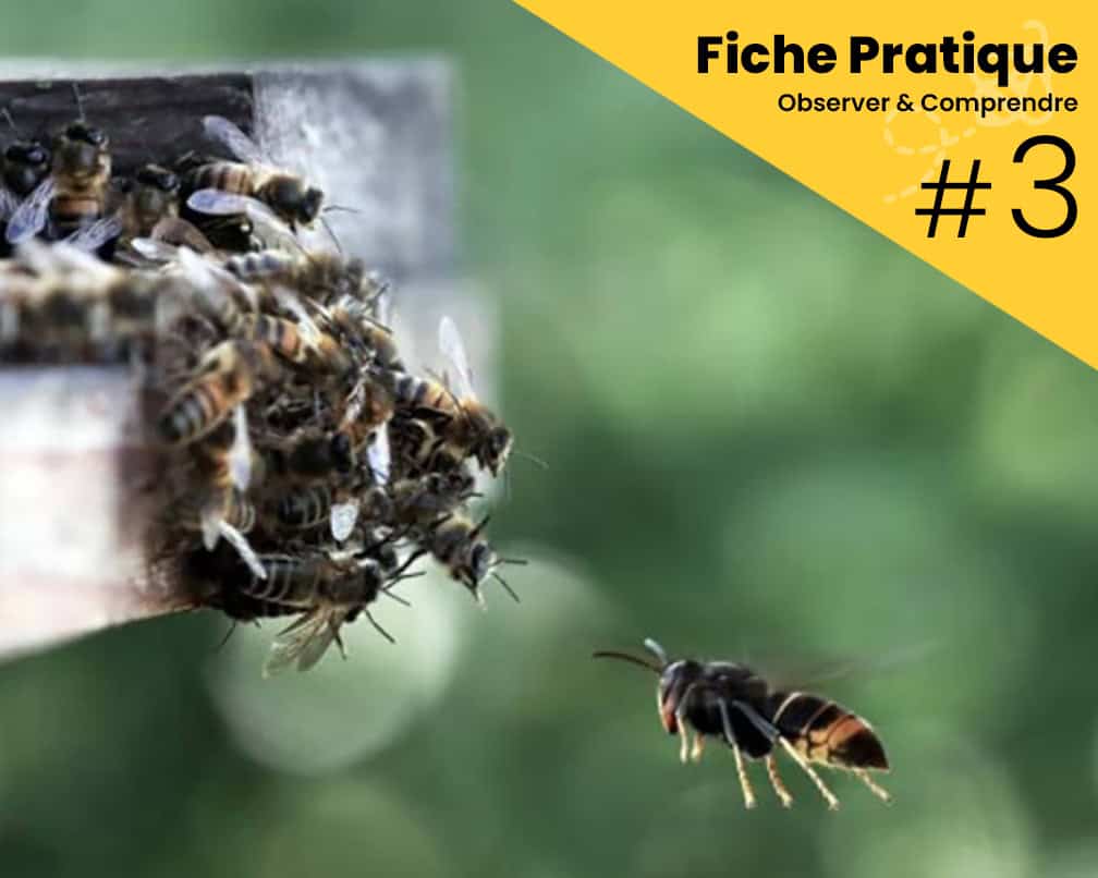 Attaque de frelons a pattes jaunes. Photo ©Jean-Marie Durand