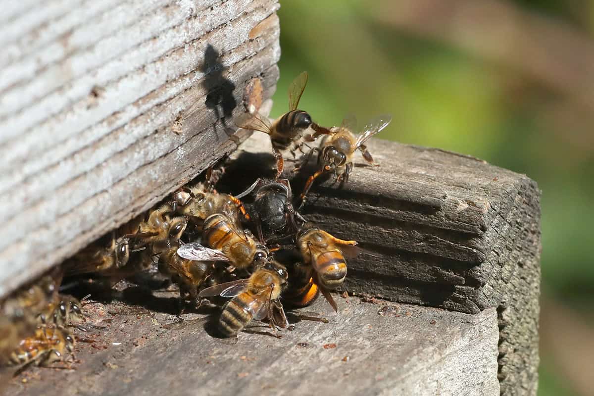 Stratégie de défense des abeilles face au frelon asiatique