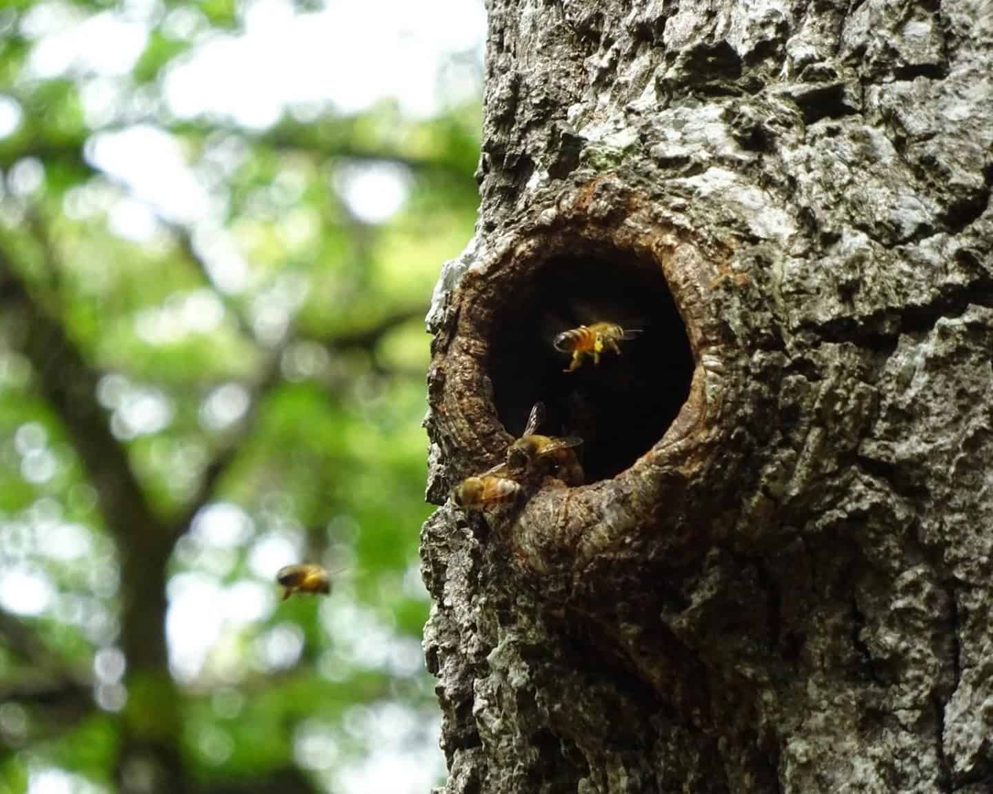 Colonie d'abeilles mellifères