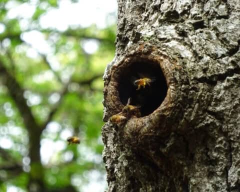 Colonie d'abeilles mellifères sauvages (Apis mellifera) vivant dans une cavité d'arbre en France, ©Fabrice Requier